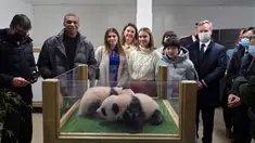 Pemain bola Prancis Kylian Mbappe (kedua kiri) dan juara loncat indah China Zhang Jiaqi (kedua kanan) berpose dengan anak panda di Kebun Binatang Beauval, Saint-Aignan-sur-Cher, Prancis, 18 November 2021. Mbappe dan Jiaqi menjadi wali baptis anak panda, Yuandudu dan Huanlili. (GUILLAUME SOUVANT/AFP)