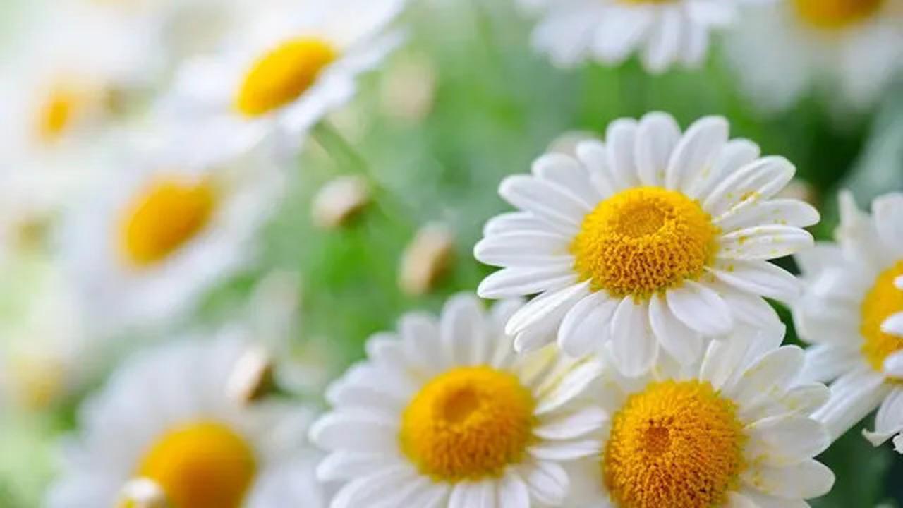 Resep Minuman Teh Chamomile, Ampuh untuk Turunkan Kolesterol dan Jaga Kesehatan Jantung