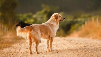 Studi: Anjing Dapat Mendeteksi Infeksi COVID-19 dengan Akurasi 92 Persen