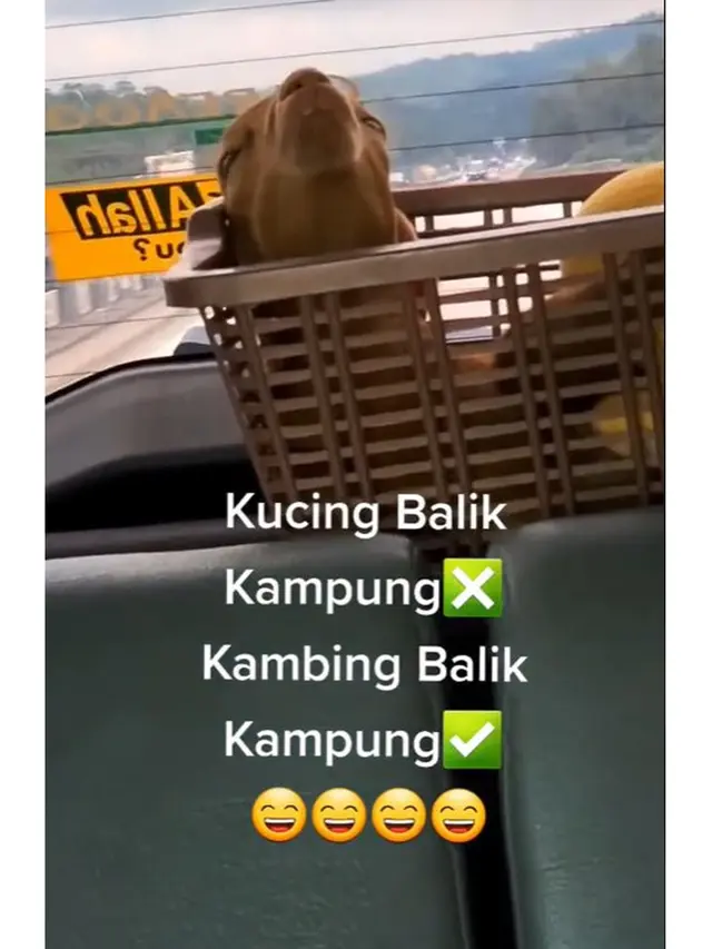 6 Potret Hewan Peliharaan Ikut Mudik Pakai Kendaraan Pribadi, Anteng Banget