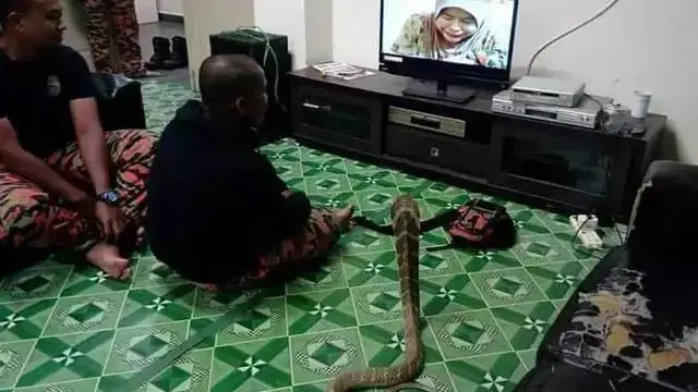 Enggak Ada Takutnya, Ini 8 Potret Akrab Manusia Bareng Ular yang Bikin Bergidik