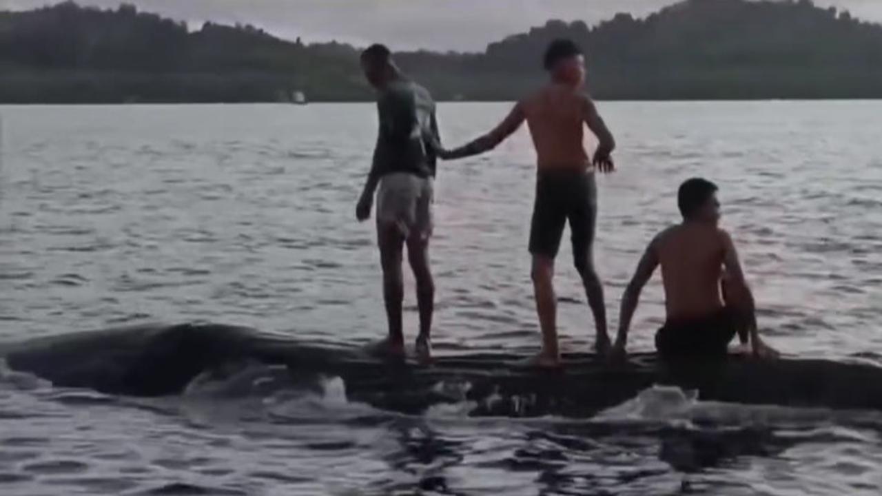 Anak-anak Papua Bermain dengan Seekor Ikan Paus di Laut Raja Ampat