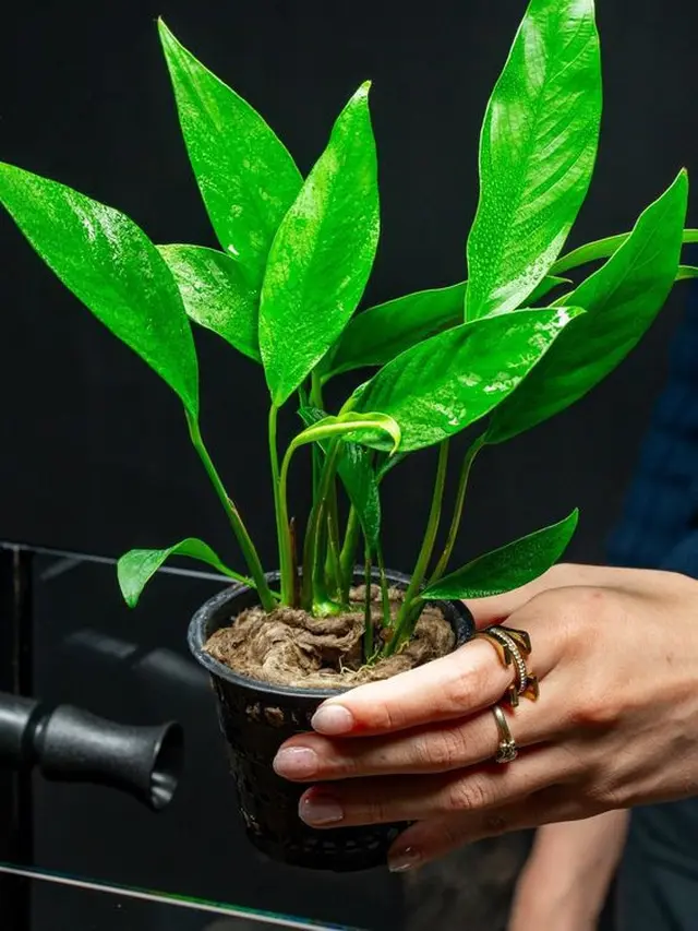 Anubias: Tahan Banting dan Mudah Dirawat