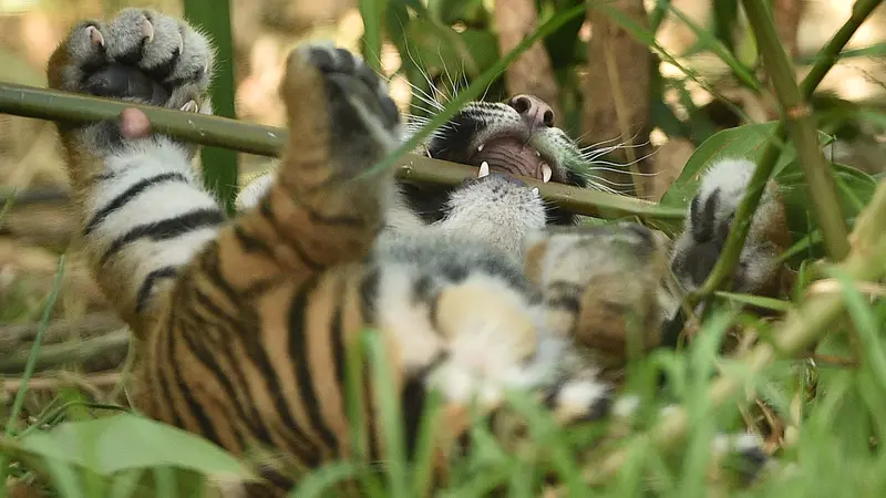 Bayi Harimau Sumatera
