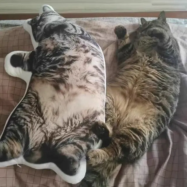 tingkah kucing