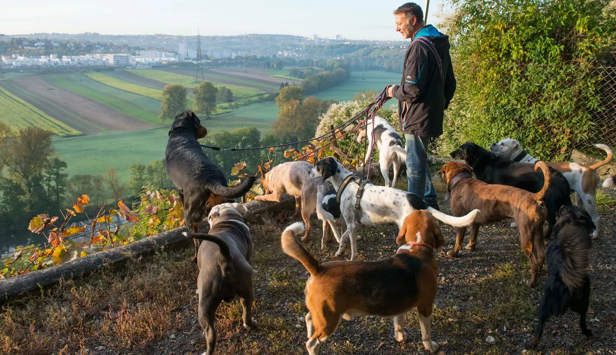 Pemilik Dog Hotel Paradiso bernama Pino Puglisi mengajak anjing-anjing yang menjadi tamunya menghirup udara pagi di Ludwigsburg, Jerman, 13 Oktober. Dog Hotel Paradiso merupakan sebuah hotel khusus anjing peliharaan. (THOMAS KIENZLE/AFP)