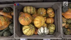 Musim Halloween merupakan berkah pemasukan bagi banyak pertanian di Amerika Serikat.