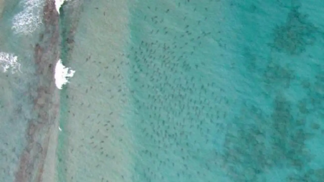 10.000 Hiu Serbu Pantai Wisata di Florida, Mimpi Buruk?