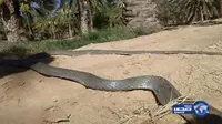 Warga sebuah desa kecil di Tunisia mendadak gempar karena kemunculan ular besar, yang ukurannya hampir 19 meter.