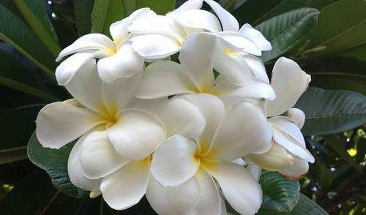 1.	Plumeria alba.