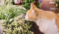 7 Tanaman yang Dibenci Kucing, Ampuh Usir Kucing Liar dari Rumah