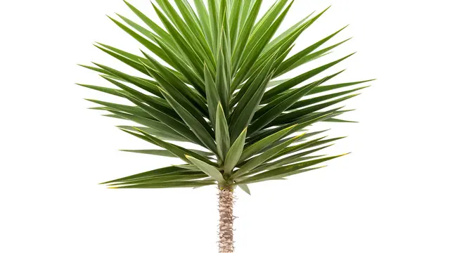 Tanaman Yucca