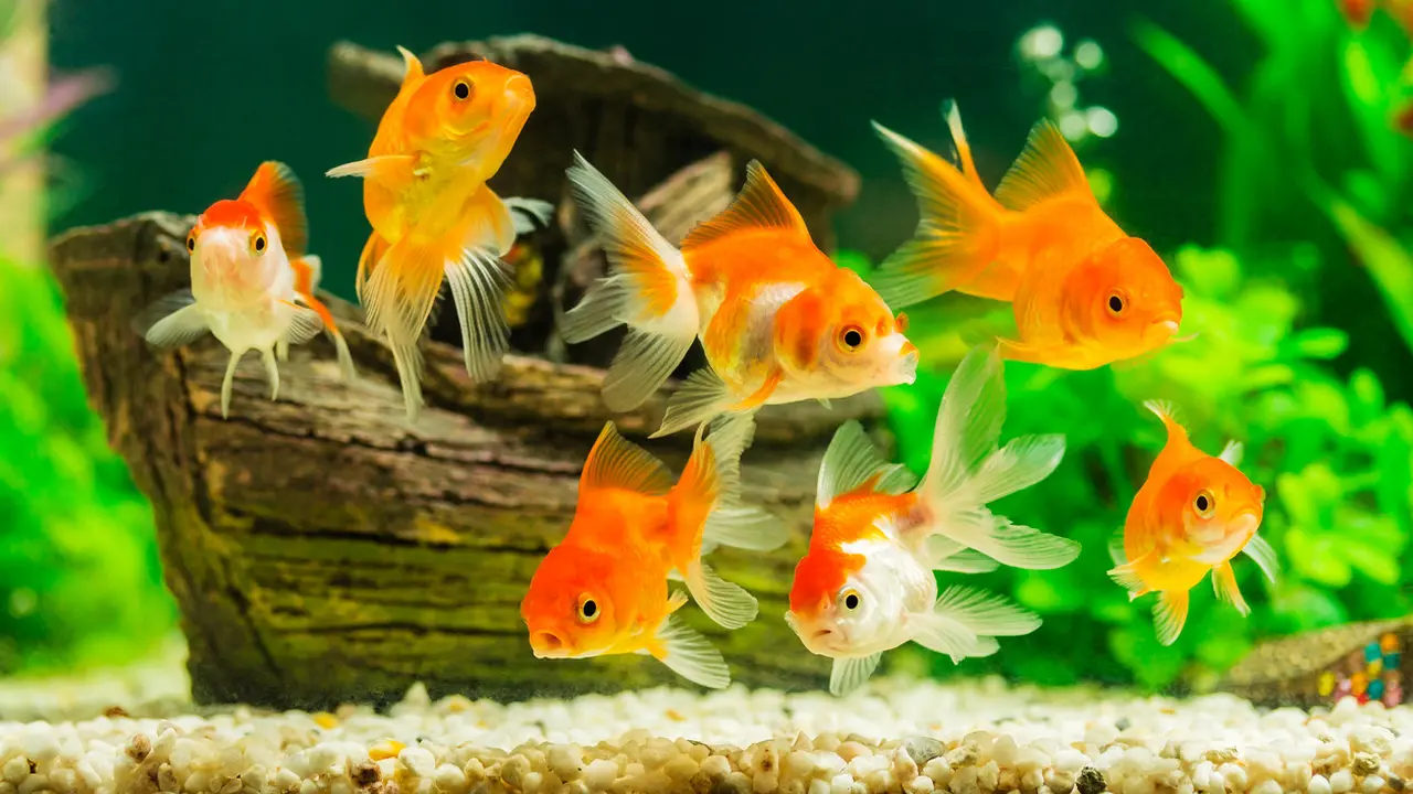 12 Jenis Ikan Hias Air Tawar yang Mudah Dipelihara, Cocok Bagi Pemula