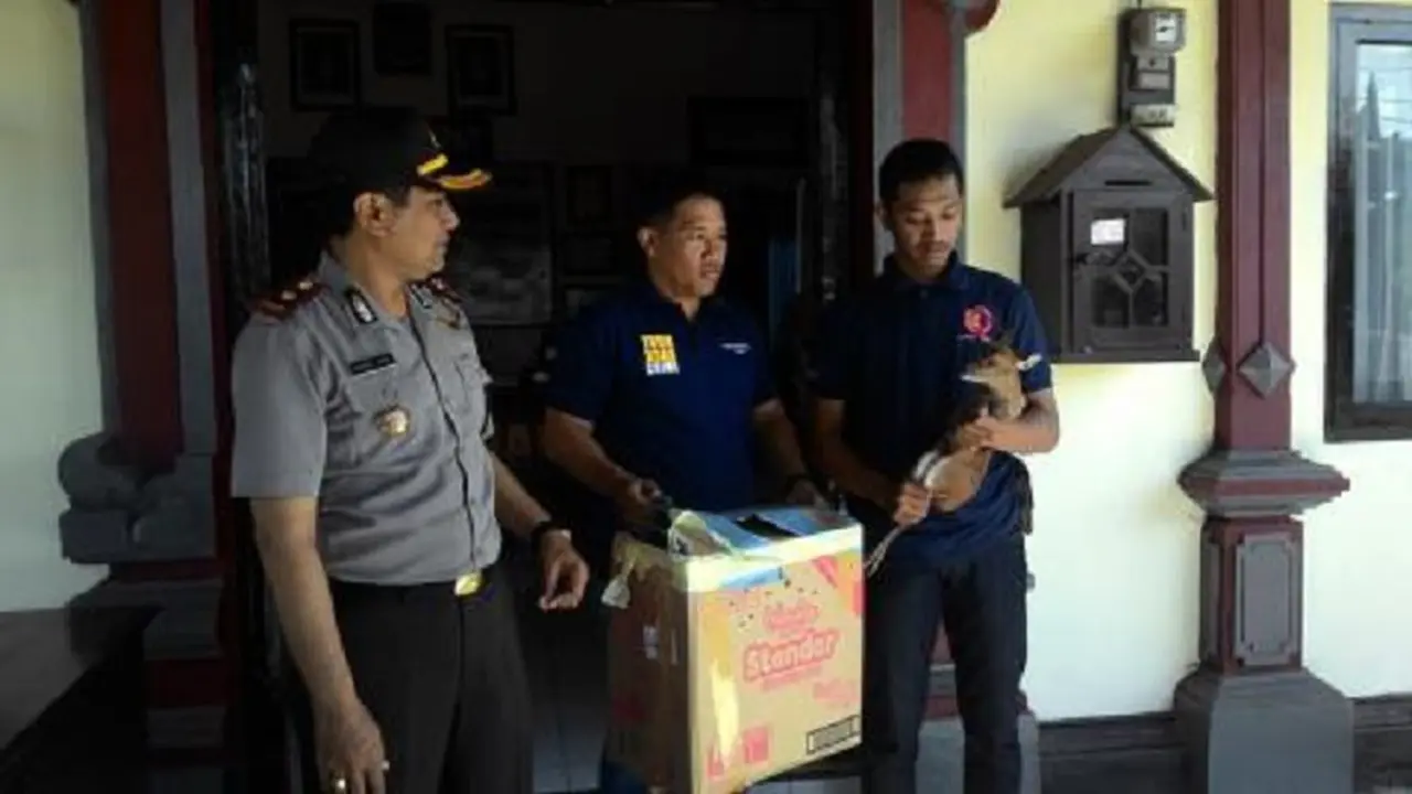 Lubang Kecil Bongkar Penyelundupan Anak Kijang ke Bali 