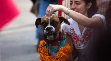 Seorang wanita menaruh bubuk berwarna pada anjingnya selama acara "Kukur Tihar" di Mexico City, Minggu (11/11). Kukur Tihar adalah festival Hindu yang dirayakan khusus untuk menghormati anjing. (AP Photo/Claudio Cruz)