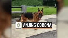 THUMBNAIL HERDER