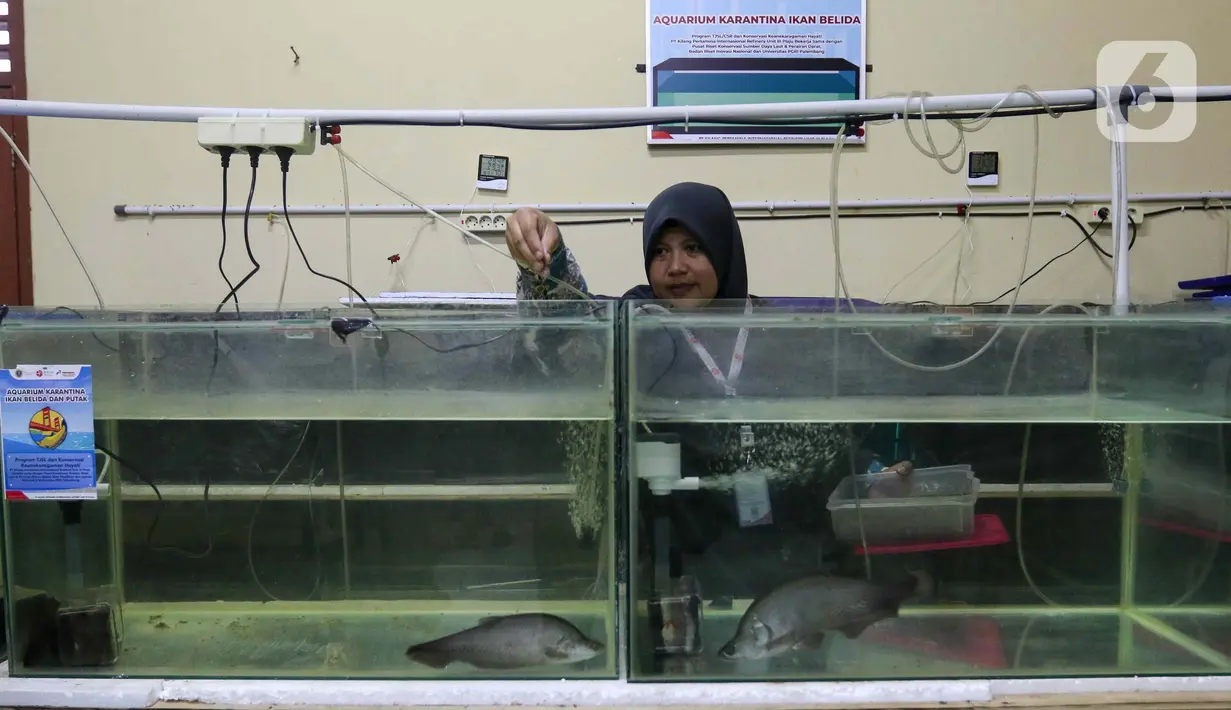 PT Pertamina bekerja sama dengan Badan Riset dan Inovasi Nasional (BRIN) dan sejumlah lembaga akademik terus mengembangkan konservasi ikan Belida. (Liputan6.com/Herman Zakharia)