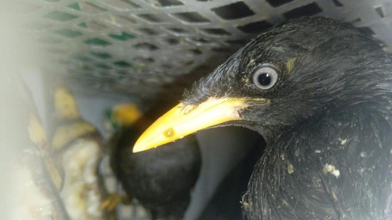 Barantin Lampung Gagalkan Pengiriman 172 Burung Ilegal di Bakauheni, Modus Kurir Terungkap