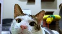 Bobby Kertanegara, Kucing Presiden Prabowo yang Dapat Penghargaan dari Google Indonesia