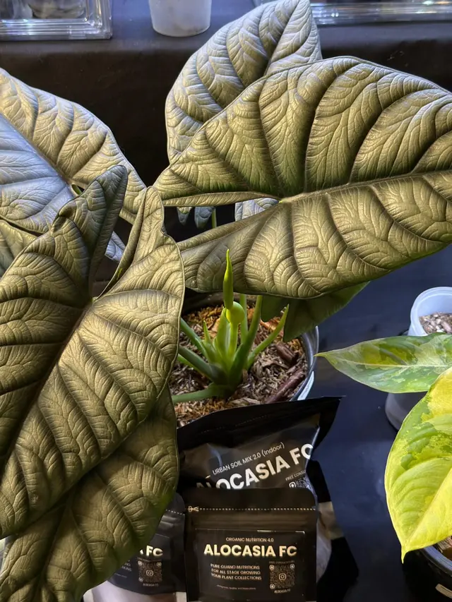 Mengenal Alocasia di FLOII Expo 2025, Si Tanaman Daun Eksotis dari Daerah Tropis