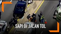 Seekor sapi berada di tengah jalan Tol Utama Deegan, Amerika Serikat. Petugas kepolisian terjun ke lokasi untuk mengevakuasi sapi tersebut.
