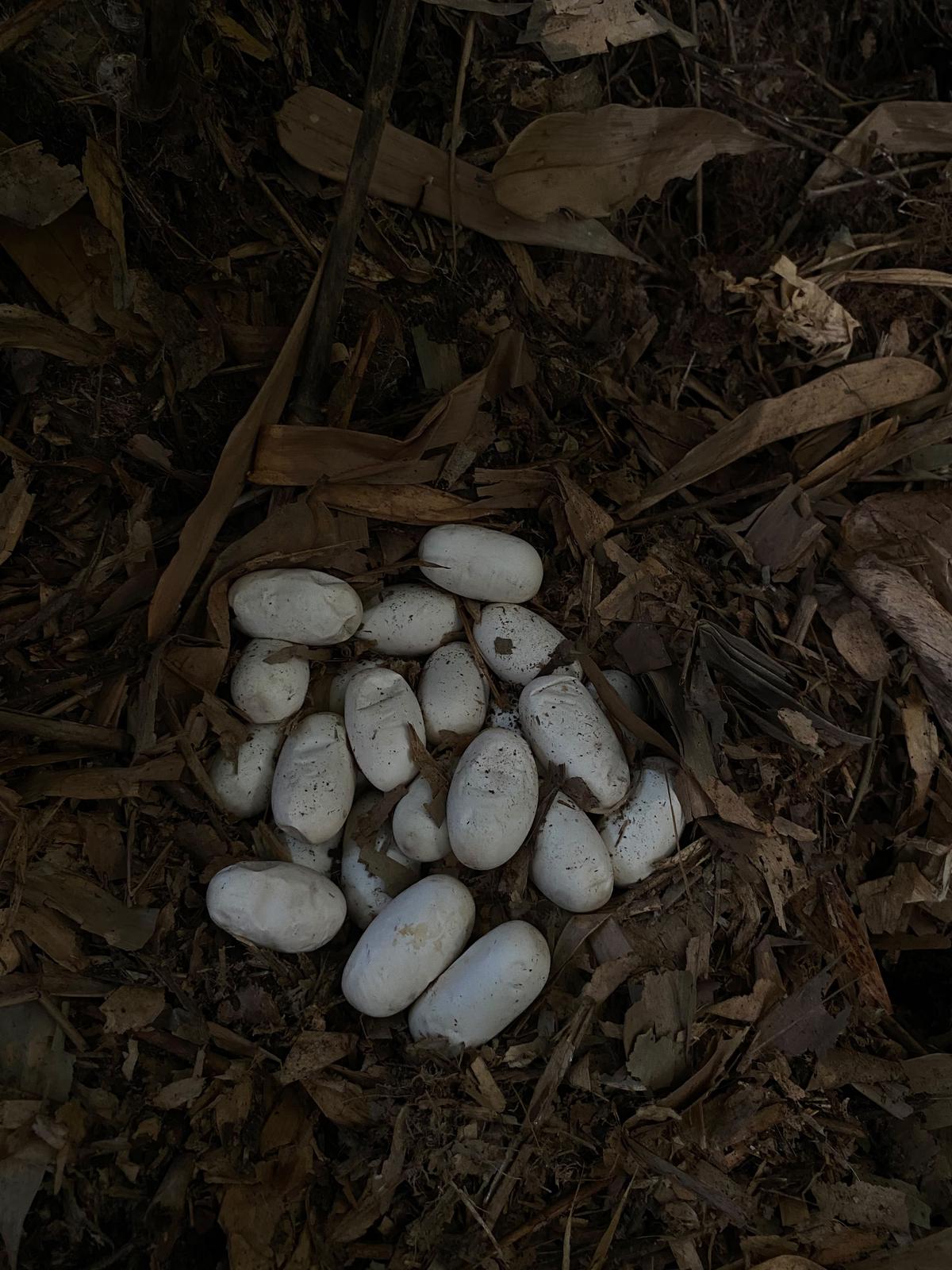 Telur ular king kobra yang ditemukan di Banjar Jegu Tengah, Kecamatan Penebel, Kabupaten Tabanan, Bali, (Dokumentasi Yayasan Reptil Asih Tabanan).