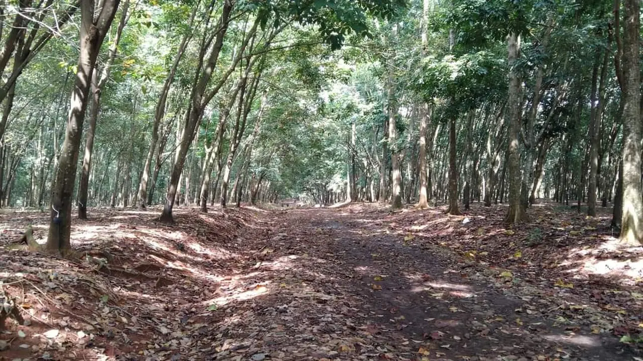 Lahan yang hendak dieksekusi di Desa Campaka, Purwakarta. (Foto: Liputan6.com/Jayadi Supriyadin)