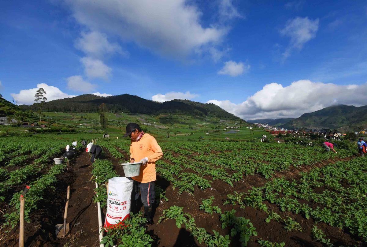 FOTO: Petani Kentang Dieng Terpinggirkan di Tengah Turunnya Harga Pupuk Subsidi