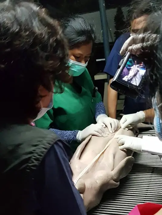 Dokter hewan melakukan otopsi pada tubuh bayi dugong bernama Mariam setelah mati di Taman Laut Provinsi Trang, Thailand pada 17 Agustus 2019. Sebelum kehilangan nyawanya, dugong berusia delapan bulan tersebut ditemukan sakit seminggu yang lalu dan menolak untuk makan. (HO/DNP/AFP)
