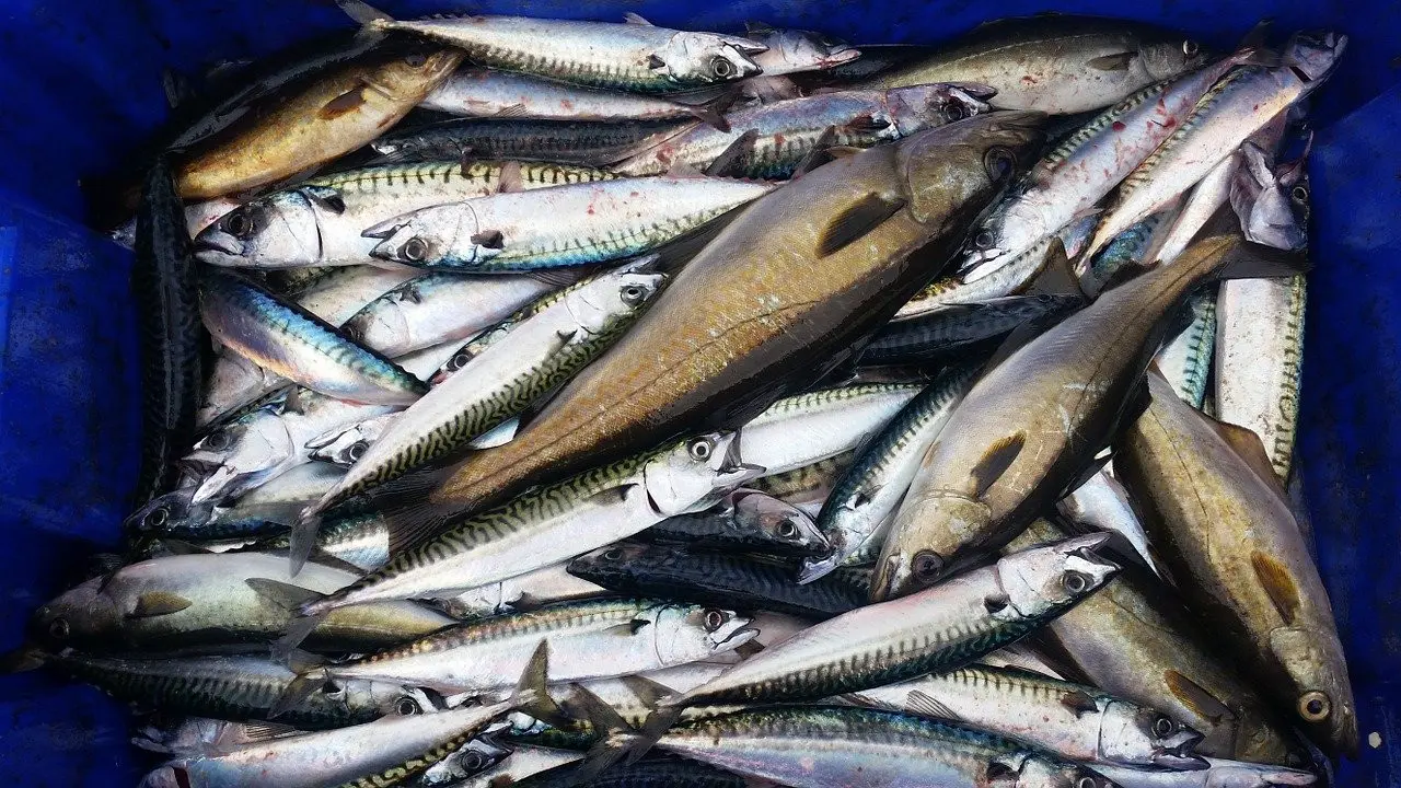 Ilustrasi Ikan Tongkol