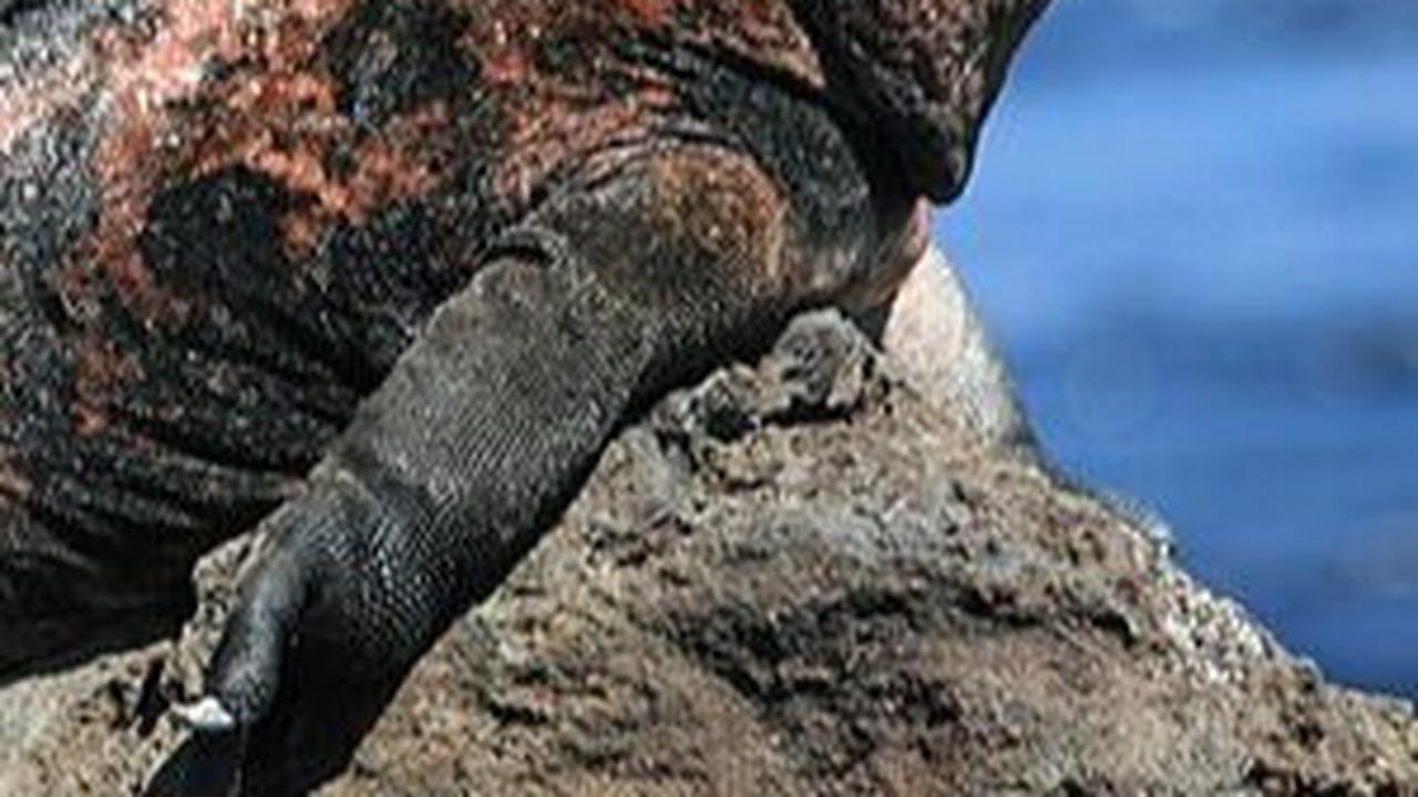 8. Iguana Laut<br>