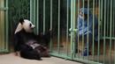 Seorang penjaga China duduk dekat kandang panda raksasa betina yang tengah hamil Huan Huan saat menunggunya melahirkan di Beauval Zoo, Saint-Aignan-sur-Cher, Prancis, 1 Agustus. 2021. Huan Huan melahirkan dua anak kembar dalam keadaan sehat. (Guillaume SOUVANT/AFP)