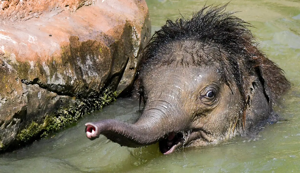 Bayi gajah Ben Long mendinginkan diri saat suhu mencapai 35derajat Celcius di kolam air kebun binatang di Leipzig, Jerman, Rabu (24/7/2019). Suhu tinggi ini terjadi di tengah ancaman gelombang panas kedua yang diprediksi melanda Eropa Barat. (Photo by Jens Kalaene / dpa / AFP)