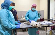 Gencarkan Layanan Puskeswan Cirebon, Pemkot Cegah Penularan Penyakit dari Hewan Peliharaan