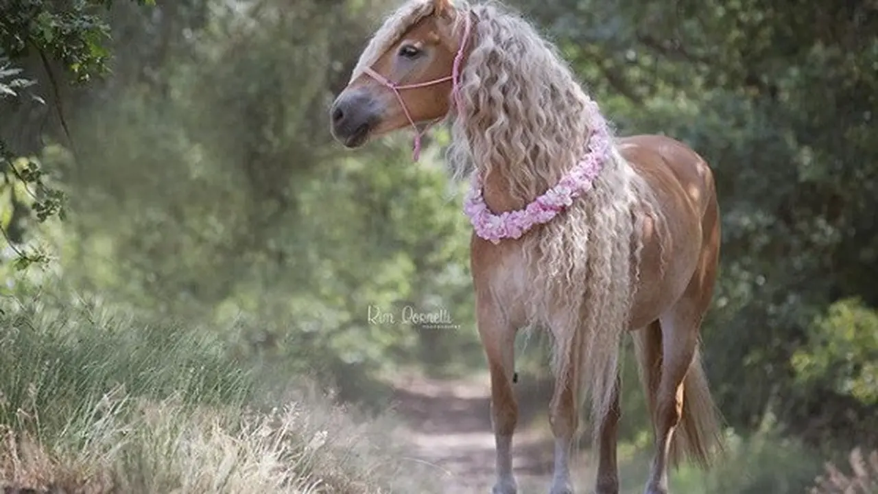 kuda rapunzel (foto: Instagram/@haflinger_storm_naomi)