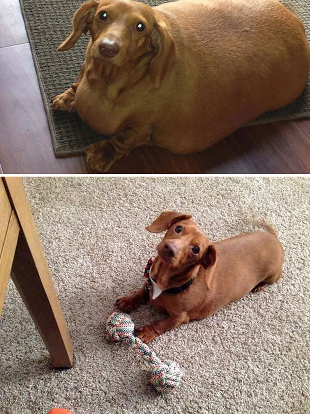7 Foto Keren Anjing Obesitas Berjuang Turunkan Berat Badan Berlebihnya