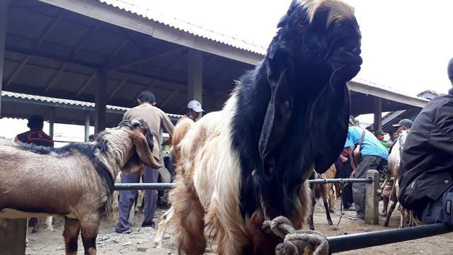 Kambing kurban super, jenis peranakan etawa di Pasar Karangpucung, Cilacap, Jawa Tengah. (Foto: Liputan6.com/Muhamad Ridlo)