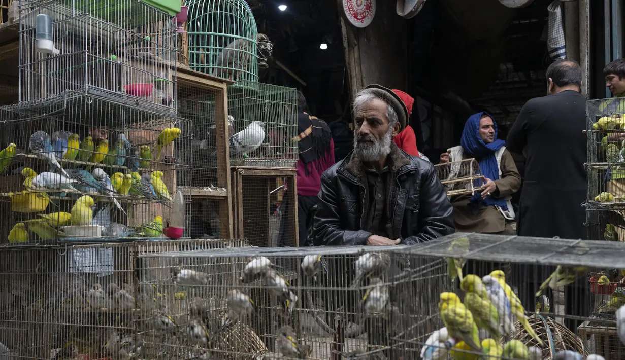 Penjual burung menunggu pelanggan di pasar burung di Kabul, Afghanistan, Selasa (16/11/2021). Pasar yang terletak di gang-gang sempit ini jadi tempat favorit bagi para pria Afghanistan untuk melepas stress. (AP Photo/Petros Giannakouris)