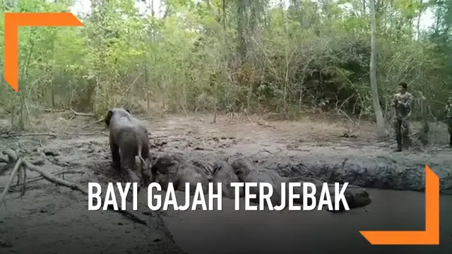 Polisi hutan Thailand menyelamatkan enam bayi gajah yang terjebak di kubangan lumpur selama berhari-hari. Aksi heroik ini terjadi di salah satu taman nasional Thailand.