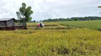 Salah satu lahan sawah yang siap dipanen oleh petani dan penyuluh pertanian.