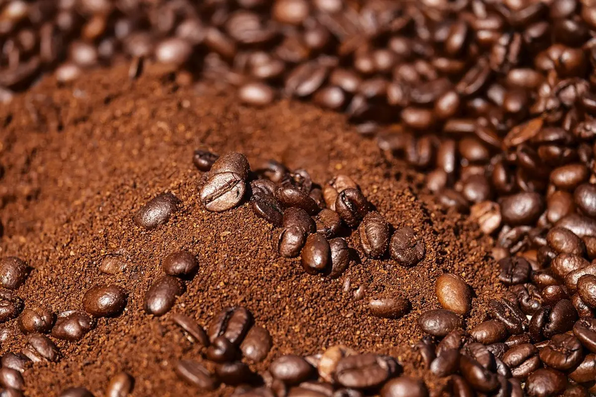 Ilustrasi Biji Kopi Excelsa (sumber: pixabay)