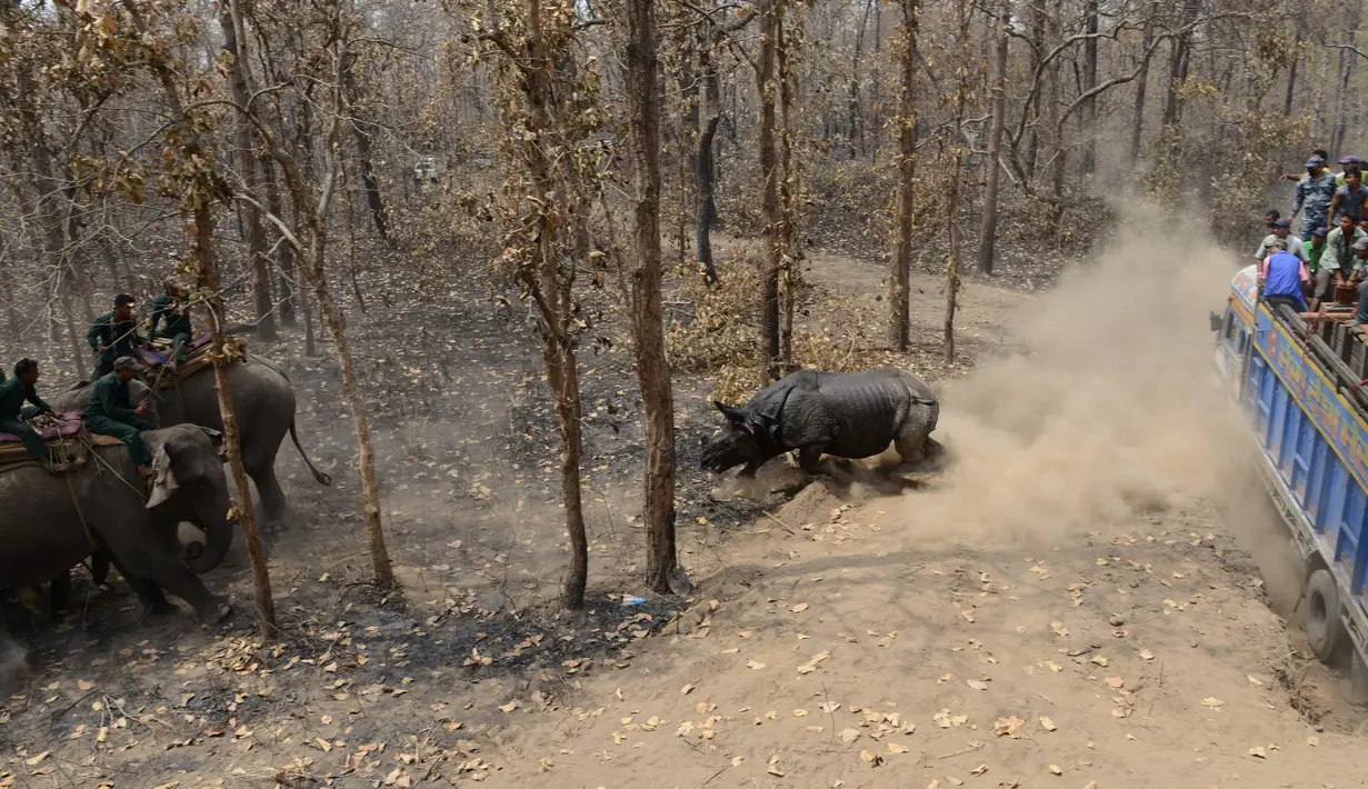 Seekor badak menghampiri petugas di Taman Nasional Chitwan, Nepal0 (4/4). Tim teknis dokter hewan Nepal dan petugas konservasi merilis pemindahan lima badak bercula satu yang terancam punah dari alam liar ke Taman tersebut. (AFP Photo / Prakash Mathema) 