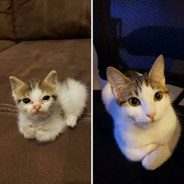 Glow Up, 10 Potret Perbandingan Kucing Dulu VS Sekarang.