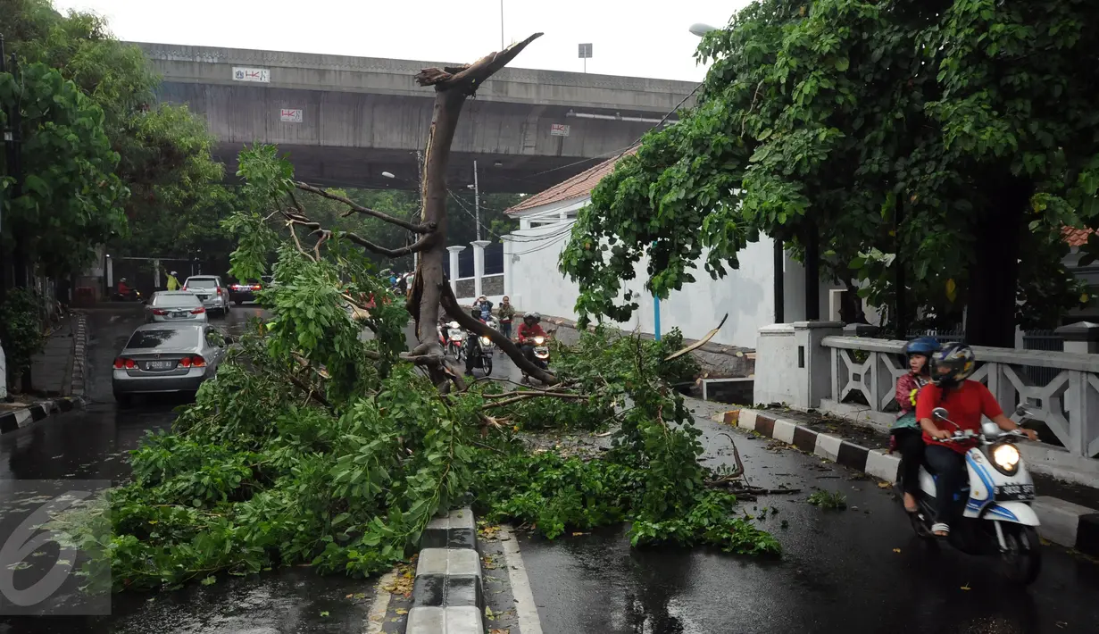 Sebuah pohon patah dan jatuh tepat di tengah Jalan Kemang Raya akibat hujan deras disertai angin kencang, Jakarta, Sabtu (7/11/2015). Tidak ada korban dalam peristiwa ini. (Liputan6.com/Helmi Fithriansyah)