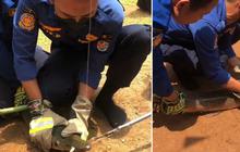 Viral Aksi Damkar Evakuasi Ikan Aligator di Kolam Sekolahan, Curi Perhatian