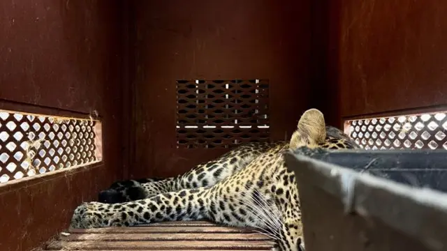 Macan Tutul Nekat Masuk ke Hotel di Bandung