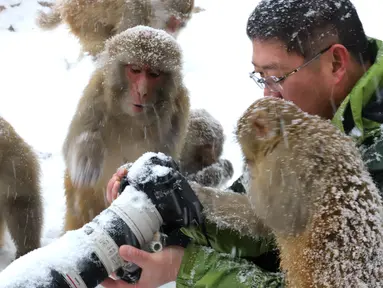 Seorang fotografer dikelilingi kera yang ingin melihat foto di kameranya saat salju turun di Wulongkou Nature Reserve, Tiongkok (6/1). Tingkah kera yang akrab dengan fotografer ini menjadi pemandangan menarik. (AFP Photo/China Out)