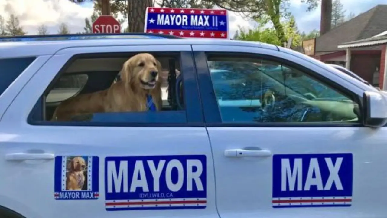 Warga Kota Ini Angkat Anjing Golden Retriever jadi Walikota