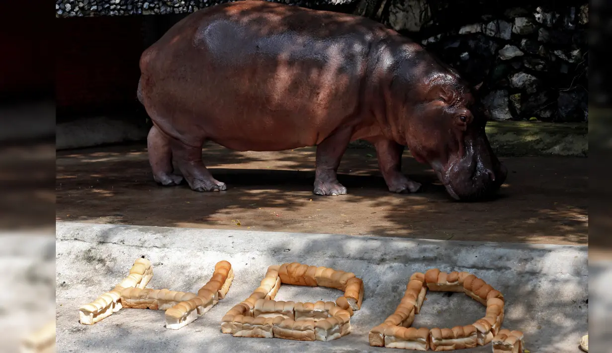 Seekor kuda nil betina bernama Mali melintas di depan roti yang disusun merangkai huruf HBD di di Kebun Binatang Dusit, Bangkok, Thailand, Jumat (23/9). (REUTERS / Chaiwat Subprasom)