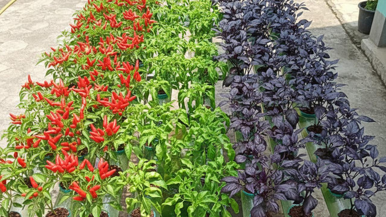 6 Ide Kebun Cabai Campuran Jenis di Satu Lahan, Solusi Lahan Terbatas Nan Produktif